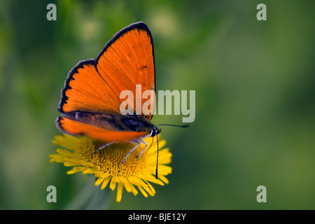 Homme (Lycaena dispar Grande) sur fleur en prairie, Lorraine, France Banque D'Images