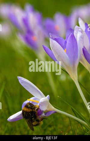 Buff-tailed bumblebee / Grande terre bourdon (Bombus terrestris) couvert de pollen sur crocus (Crocus tommasinianus), Belgique Banque D'Images