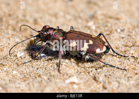 Dune du nord tiger beetle (Cicindela hybrida) dans dune de sable, de panne, Belgique Banque D'Images