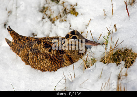 Bécasse des bois (Scolopax rusticola) reposant dans la neige en hiver Banque D'Images