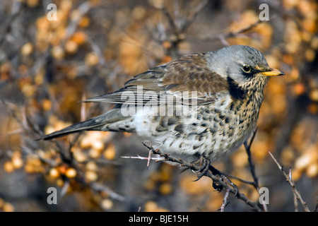 F) Fieldfare (Turdus perché dans l'argousier (Hippophae rhamnoides) dans les dunes, Zélande, Pays-Bas Banque D'Images