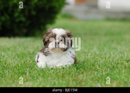 Petit shih tzu puppy portrait Banque D'Images