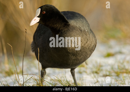 Foulque macroule (Fulica atra) en hiver dans la neige sur les bords de la rivière Banque D'Images