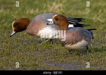 Canards d'Eurasie (Anas penelope) se nourrissent dans les prairies, Zélande, Pays-Bas Banque D'Images