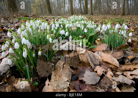 Perce-neige Galanthus nivalis (commune) en forêt, Belgique Banque D'Images