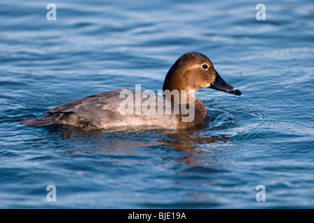 Femelle fuligule milouin (Aythya ferina) Nager dans le lac, Belgique Banque D'Images