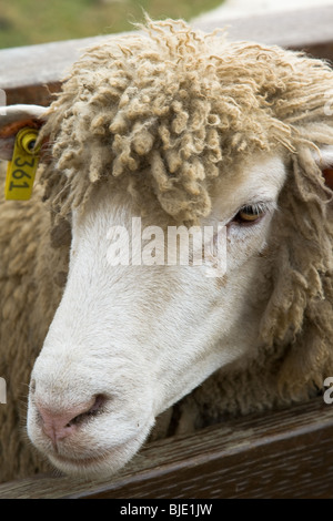Gros plan d'une brebis ferme Banque D'Images