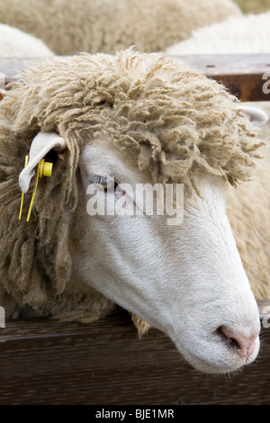 Gros plan d'une brebis ferme Banque D'Images