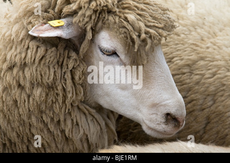 Gros plan d'une brebis ferme Banque D'Images
