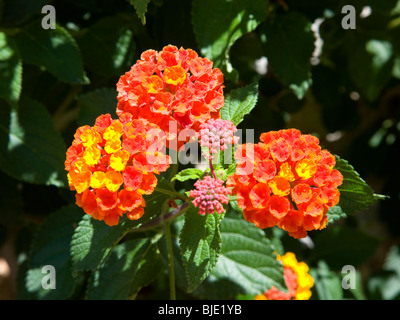 Hyères, Var, France. Fleurs de Lantana camara. Banque D'Images