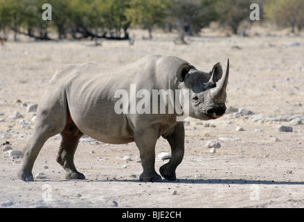 Un de plus en plus rares, surtout le rhinocéros noir nocturne, très prudent dans la lumière du jour Banque D'Images