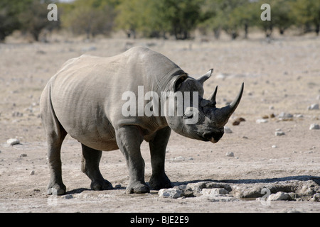 Un de plus en plus rares, surtout nocturnes, les rhinocéros noirs d'être très prudent dans la lumière du jour Banque D'Images