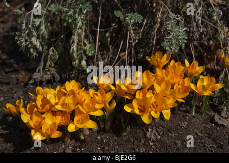 Grappe de crocus jaunes zwanenburg groupe de fleurs en bronze au début du printemps d'au-dessus personne haute résolution Banque D'Images