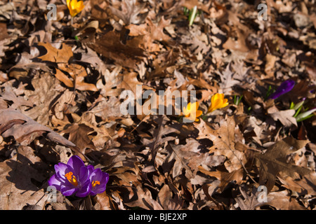 Crocus jaune fleuri fleurs de zwanenburg feuilles de chêne sèches au début du printemps vue de dessus personne flou flou flou arrière-plan le sol haute résolution Banque D'Images