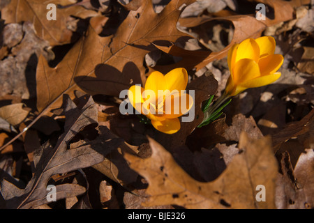 Fleurs de crocus jaune en bronze fleurs feuilles de chêne sèches printemps vue de dessus flou flou flou arrière-plan les crocus moulus ou croci haute résolution Banque D'Images