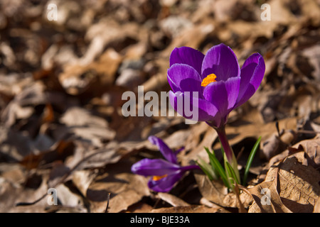 Simple violet Crocus Chrysanthus gros plan dessus vue de dessus flou arrière-plan personne horizontal dans l'Ohio USA US haute résolution Banque D'Images