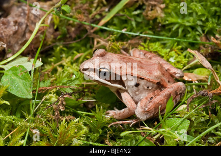 La grenouille des bois (Rana sylvatica), se retrouve dans toute l'Amérique du Nord, depuis le sud des Appalaches à la forêt boréale. Banque D'Images