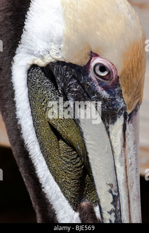 Pélican brun Pelecanus occidentalis, carlinensis Banque D'Images