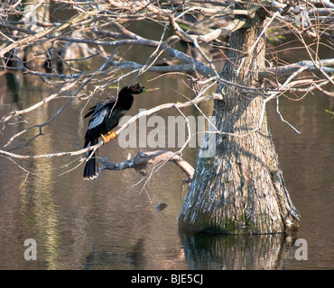 Anhinga en cyprès Banque D'Images