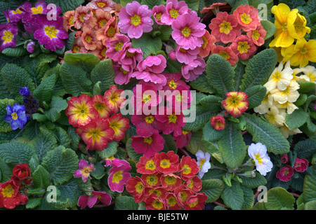 Close-up image de primevères dans une variété de couleurs sur un étal du marché. Yorkshire Elles sont couvertes de gouttelettes de pluie Banque D'Images
