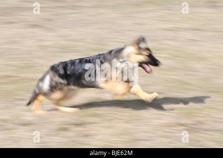 Berger Allemand, Canis lupus familiaris, poil long chiot, 19 semaines Banque D'Images