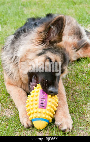 Berger Allemand, Canis lupus familiaris, chiot à poil long, 6,5 mois Banque D'Images