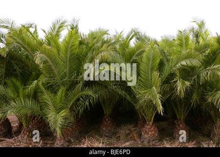 L'agriculture de plantation de palmiers d'ornement de lignes Banque D'Images