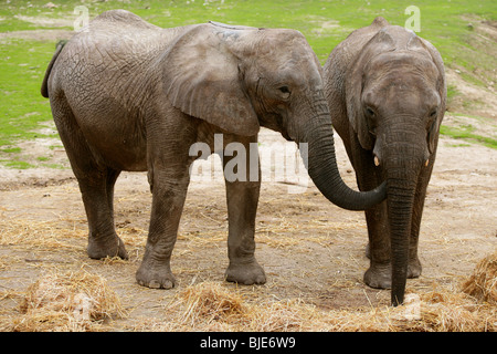 Les éléphants d'image sur le sol argileux avec de l'herbe en arrière-plan Banque D'Images