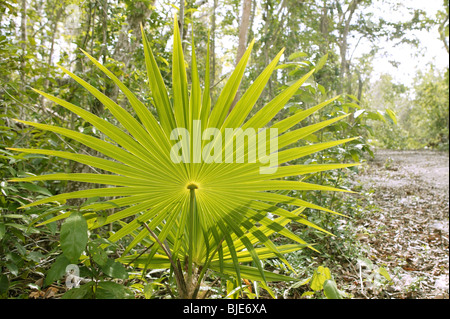 Feuilles de palmiers jungle des Caraïbes Banque D'Images