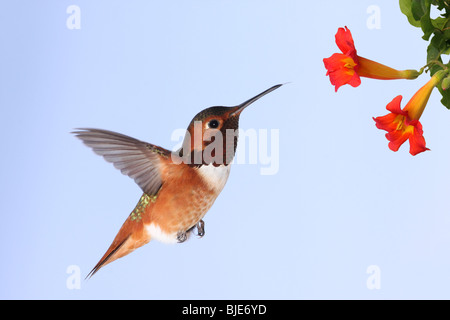 Un homme Allen's Hummingbird oscillant autour de la trompette fleur fleur Banque D'Images