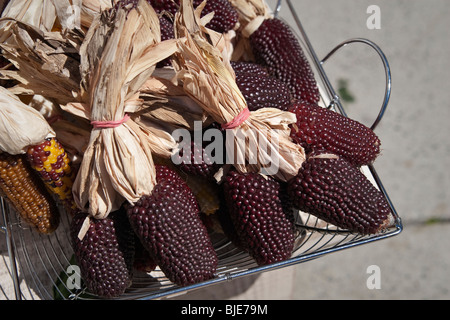 Zea mays L., bleu des épis de maïs et les tiges, les matières organiques non-GMO heirloom variété, comme on l'a vu à Toronto, Canada Banque D'Images