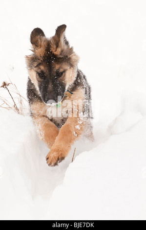 Berger Allemand, Canis lupus familiaris, poil long chiot, 14 semaines, la course dans la neige Banque D'Images