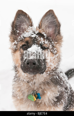 Berger Allemand, Canis lupus familiaris, poil long chiot, 14 semaines, dans la neige, Banque D'Images