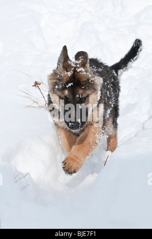 Berger Allemand, Canis lupus familiaris, poil long chiot, 14 semaines, dans la neige Banque D'Images