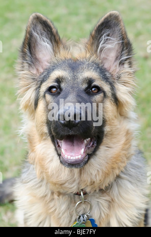 Berger Allemand, Canis lupus familiaris, chiot à poil long, 6,5 mois Banque D'Images