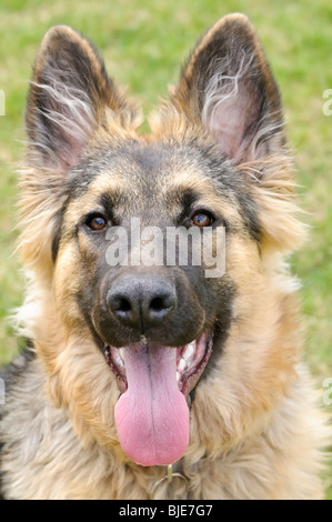 Berger Allemand, Canis lupus familiaris, chiot à poil long, 6,5 mois Banque D'Images