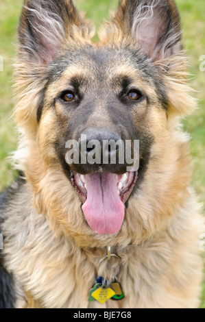 Berger Allemand, Canis lupus familiaris, chiot à poil long, 6,5 mois Banque D'Images