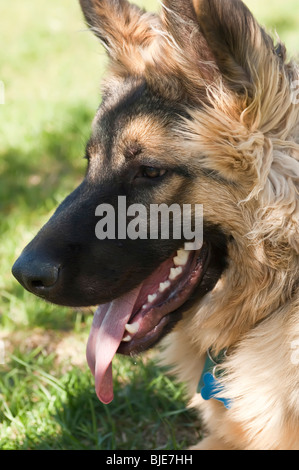 Berger Allemand, Canis lupus familiaris, 7 mois Banque D'Images