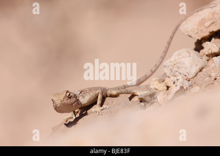 Israël, le désert (Agama agama pallida) Banque D'Images