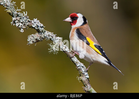 Chardonneret sur une branche couverte de lichen. Banque D'Images