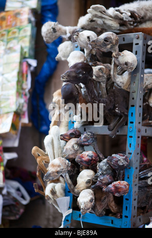 Lama foetus dans une boutique de la marché des sorcières de La Paz, Bolivie, l'Altiplano, l'Amérique du Sud. Banque D'Images