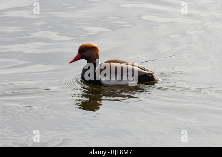 Rouge mâle Crested Pochard sur l'eau Banque D'Images