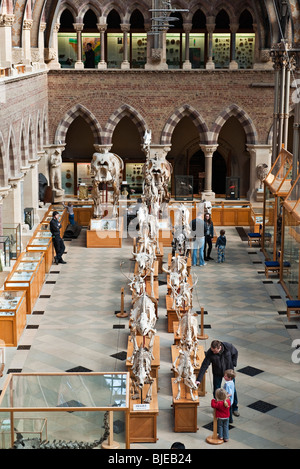 Intérieur du musée d'histoire naturelle de l'Université d'Oxford, Royaume-Uni Banque D'Images