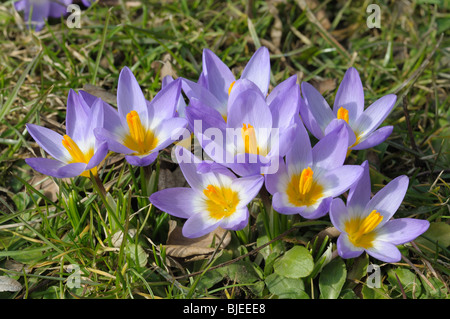 Belles fleurs purple crocus en fleurs Banque D'Images