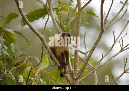 Capucin à tête noire (apella cebus) dans l'arbre, Pantanal, Mato Grosso, Brésil Banque D'Images