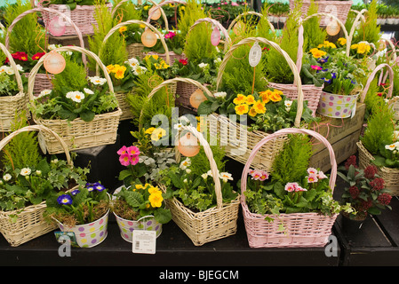 Paniers de fleurs et plantes à vendre pour la Fête des mères, dans un centre de jardinage Banque D'Images