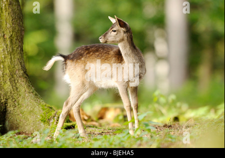 Le daim (Dama dama) dans une forêt, Bavière, Allemagne Banque D'Images