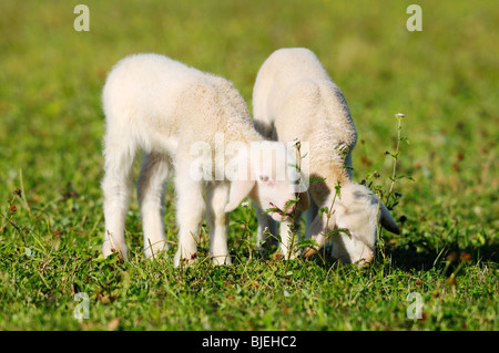 Deux moutons (Ovis orientalis) bélier sur un pré, Bavière, Allemagne Banque D'Images