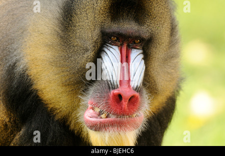 Mandrill (Mandrillus sphinx) snarling, jardin zoologique d'Augsburg, Allemagne, close-up Banque D'Images