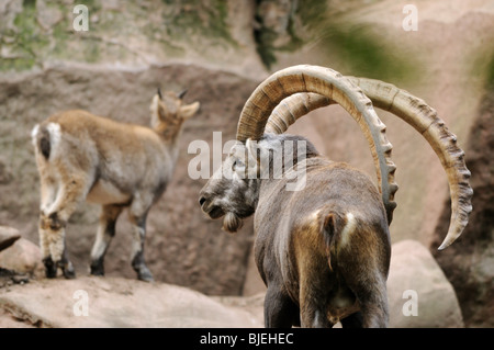 Deux des bouquetins des Alpes (Capra ibex), vue arrière Banque D'Images